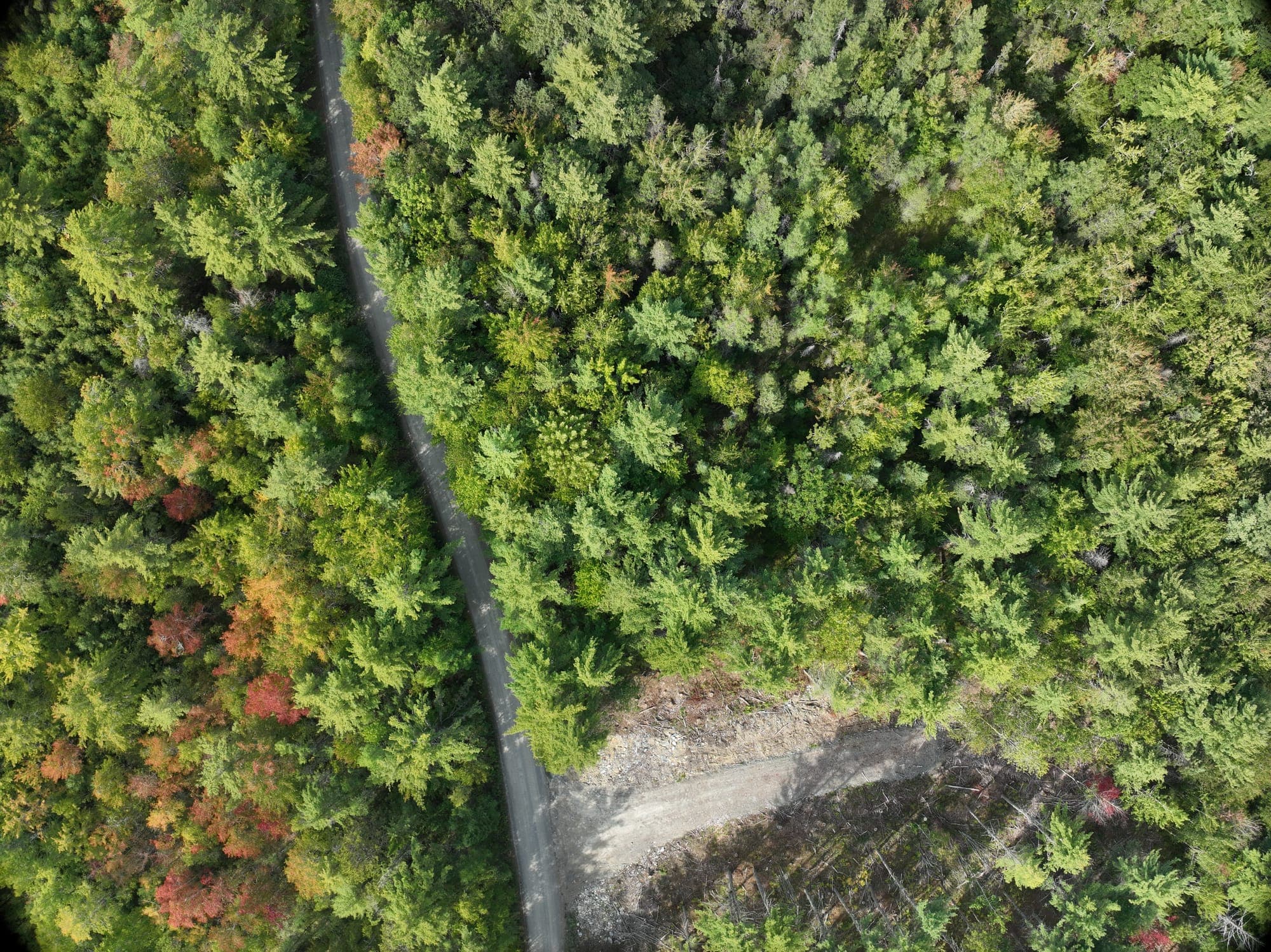 Forestry Consulting